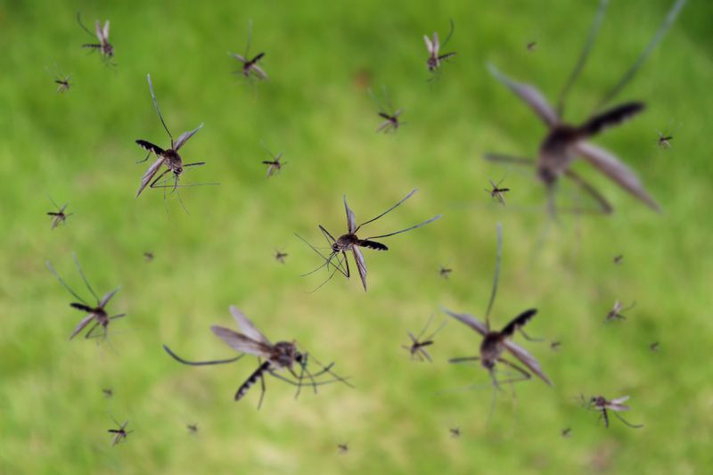 Mosquito Control Service in Frisco, TX