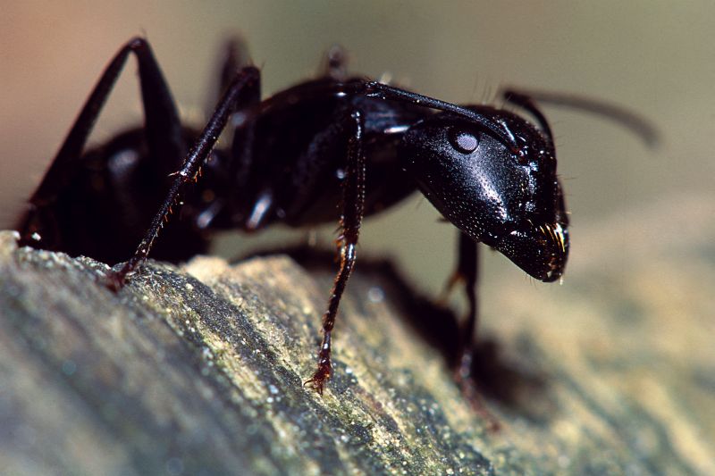 Ants Extermination Service in Mckinney, TX