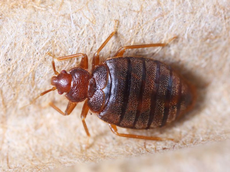 Bedbug Removal detail