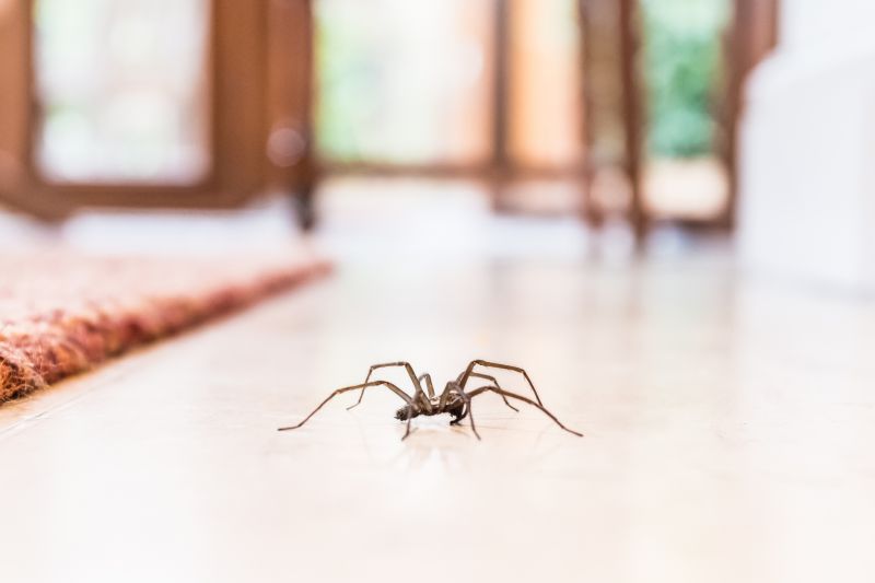 Trapdoor Spider Extermination in Rockwall, TX